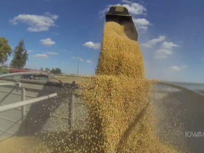 Image of a combine tractor offloading soybeans.