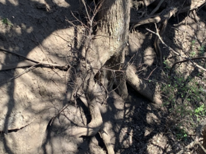 Image of exposed tree roots.