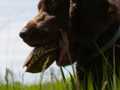 Image of a dog with a turtle in its mouth.