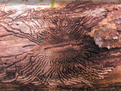 Evidence of emerald ash borer on a tree trunk.