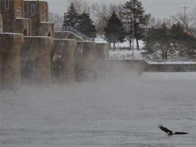 Bald eagle flying near lock and dam 15 along the Mississippi River