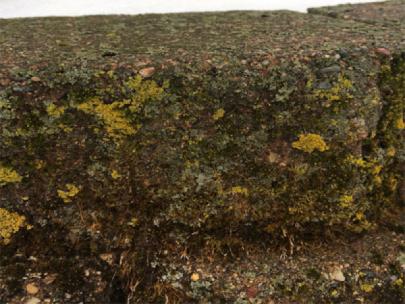 Lichen on a landscaping block.