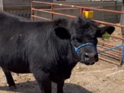 Show steer