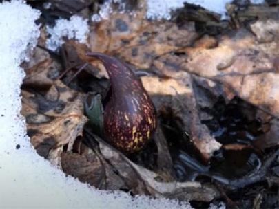 Skunk cabbage with melted snow around it.