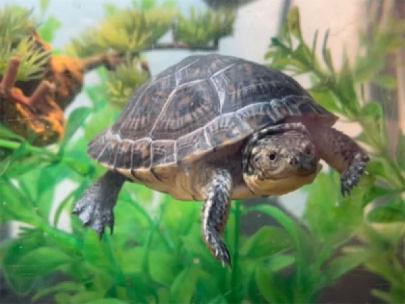 Blanding's turtle at Nahant Marsh