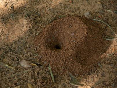 Anthill