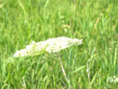 Queen Anne's Lace, invasive species. 