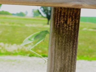 A katydid on a fence post.