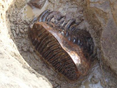 Fossilized wooly mammoth tooth