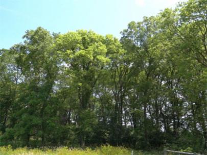 Central Iowa oak savanna.