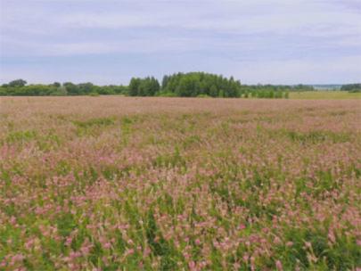 A restored prairie.