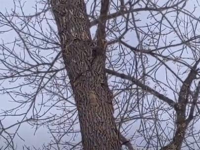 Woodpecker damage to tree infested with emerald ash borer