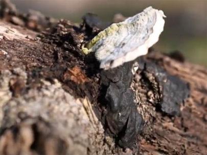 Fungus decomposing a log.