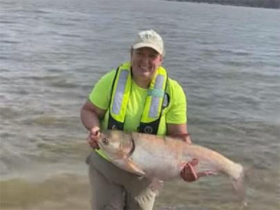 Person holding an Asian Carp