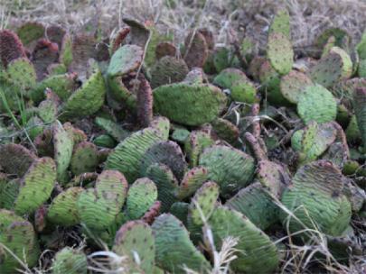 Cactus found in Iowa.