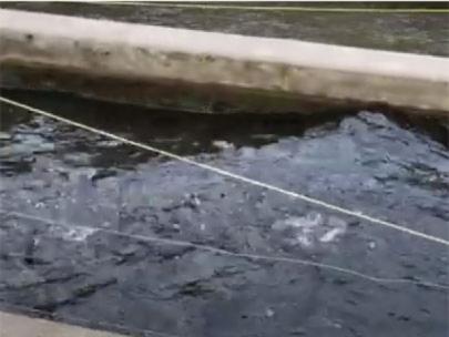 Wave in water caused by startled fish.