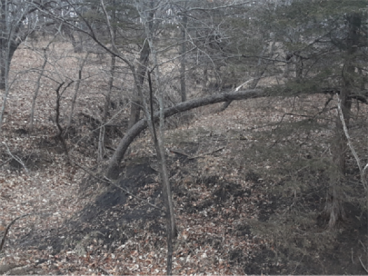 Leaning tree in the forest.