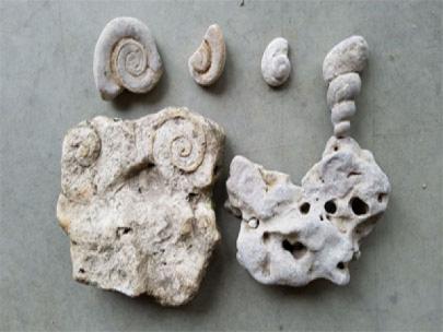 Marine fossils found in Iowa