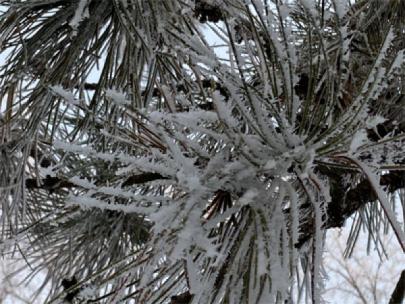 Rime ice on a plant.