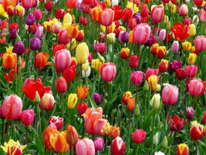 Field of tulips.