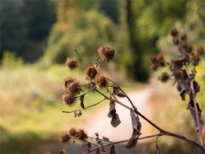 Burr along a path