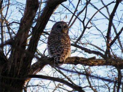 Barred owl on a tree branch