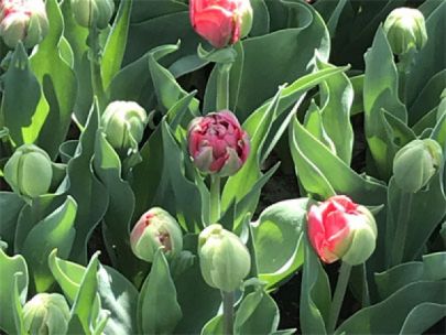 Tulips in bloom