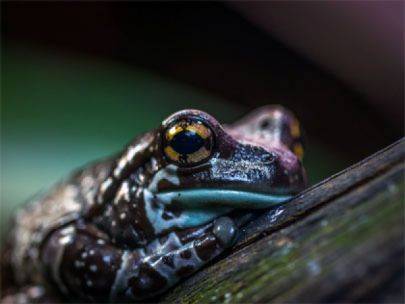 Up close picture of a frog.