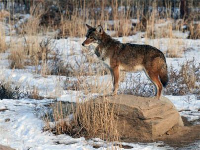 Image of a coyote standing on a rock.
