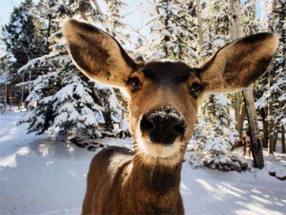 Up close image of a deer in the snow.