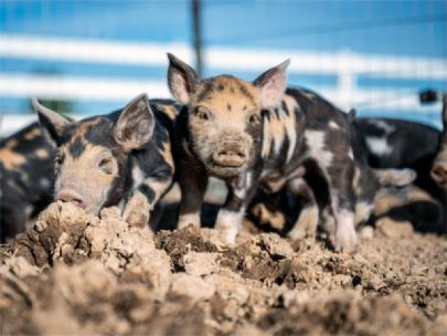 Piglets with different markings.