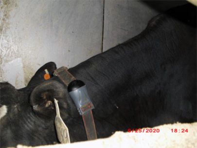 Cow with an RFID transmitter on it's collar.
