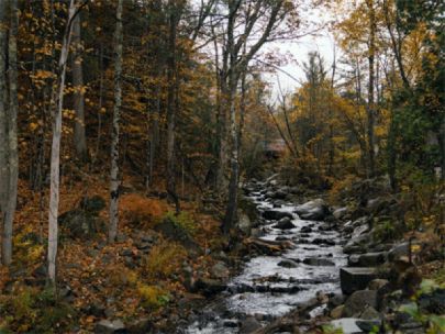 Stream with rocks of various sizes running through a forest.