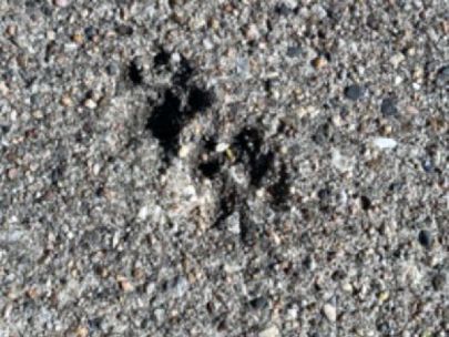 Squirrel prints in the cement from a sidewalk