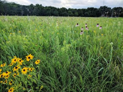 Image of the Daryl Smith Prairie