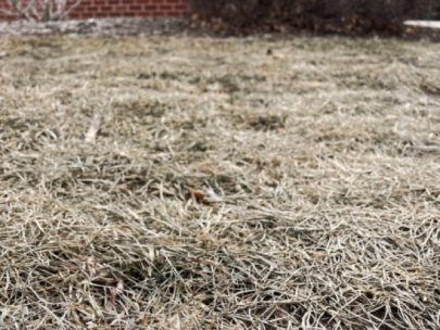 Dormant grass