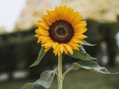 A fully bloomed sunflower in front of a blurred, outdoor background.
