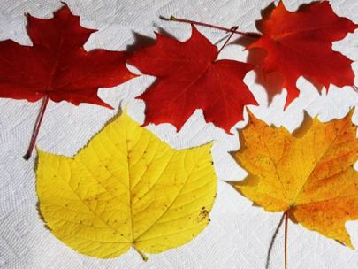Red, yellow, and orange leaves that have fallen off of trees.