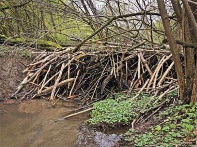 A beaver dam over a small creek in the woods.