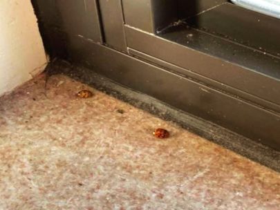 Ladybugs in a window sill.