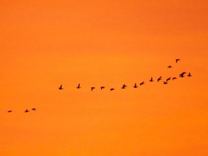 Birds migrating in an orange sky