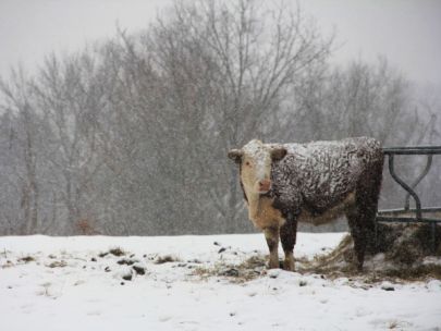 A cow outside in a snowstorm.