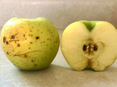 An apple that has been bruised and scarred.