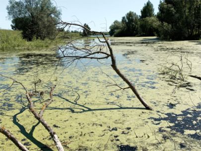 A pond filled with algae.