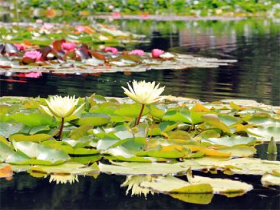 A floating wetland with flowers and lilypads.