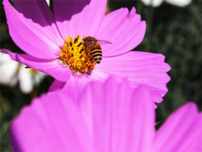 Close view of a bee pollinating a purple flower