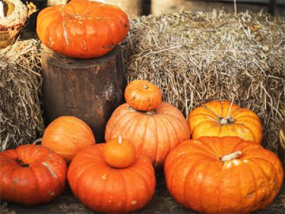 Pumpkins of different colors, shapes, and sizes.