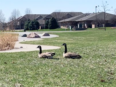 Two Canada Geese near a walking path in a neighborhood.