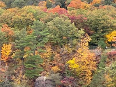 A forest with trees with green, yellow, red, and orange leaves.