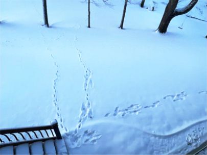 Three sets of animal tracks in the snow.